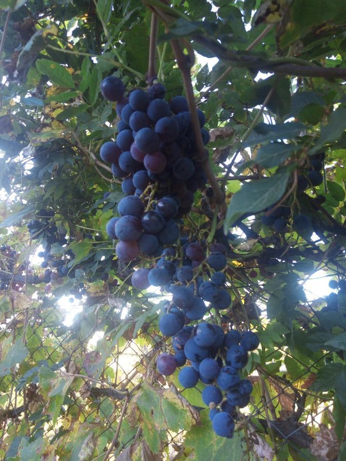Loft Los Cerezos En Vistalba, Zona De Vinedos Y Bodegas Lujan de Cuyo Esterno foto