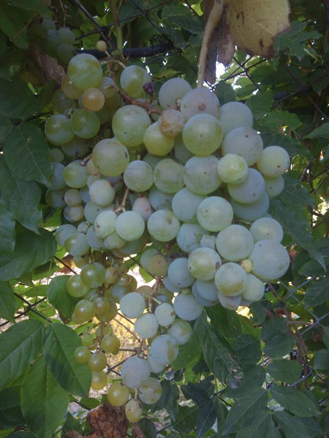 Loft Los Cerezos En Vistalba, Zona De Vinedos Y Bodegas Lujan de Cuyo Esterno foto